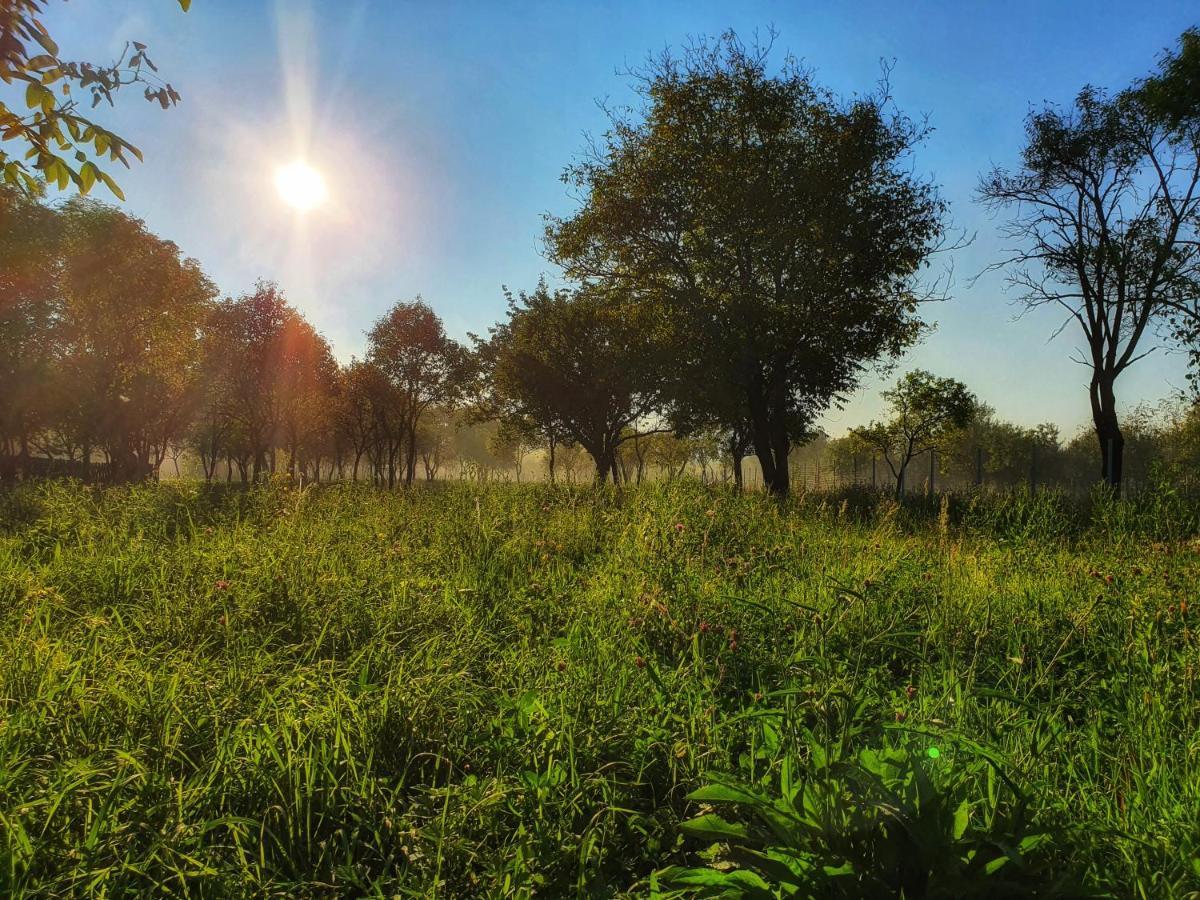 La Romaneasa Săpînţa Bagian luar foto