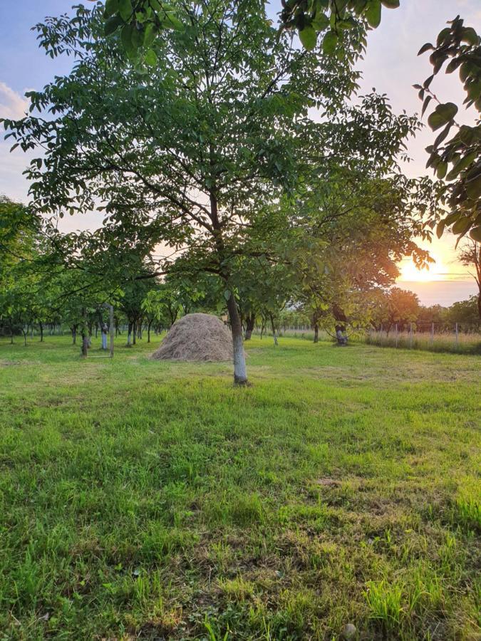 La Romaneasa Săpînţa Bagian luar foto